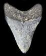 Juvenile Megalodon Tooth - Venice, Florida #36686-1